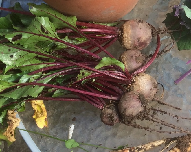 A few freshly harvested beets.