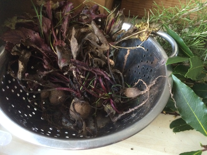 Ugly beets - these were the last few worth saving harvested in January! 